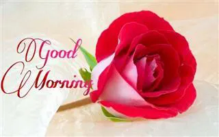 Good Morning Wishes Greeting Cards 6777