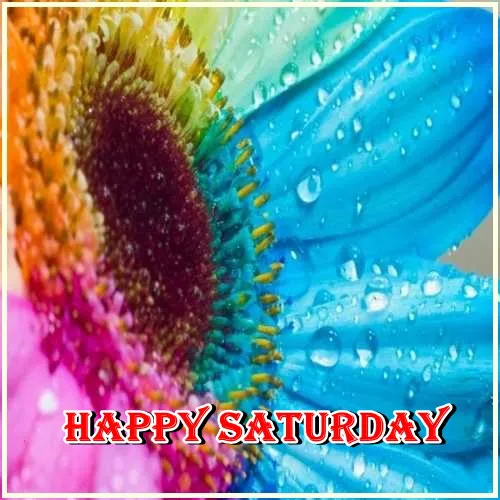 Saturday Greetings Greeting Cards 15331
