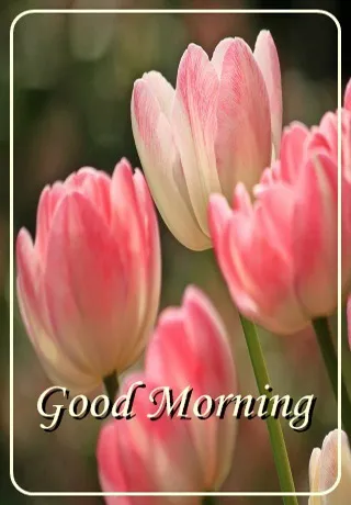 Saturday Greetings Greeting Cards 15302