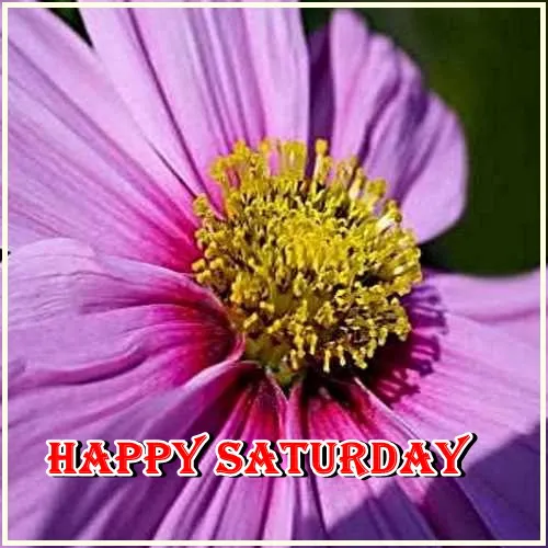 Saturday Greetings Greeting Cards 15328