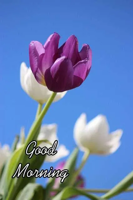 Good Morning Wishes Greeting Cards 7198