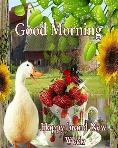 Good Morning Wishes Greeting Cards 25706