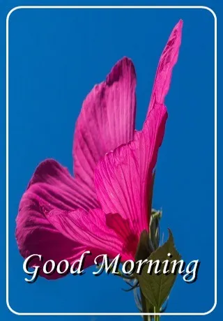 Saturday Greetings Greeting Cards 15303