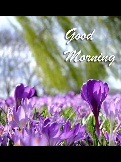 Good Morning Wishes Greeting Cards 7200