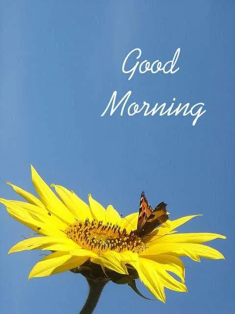 Good Morning Wishes Greeting Cards 7203