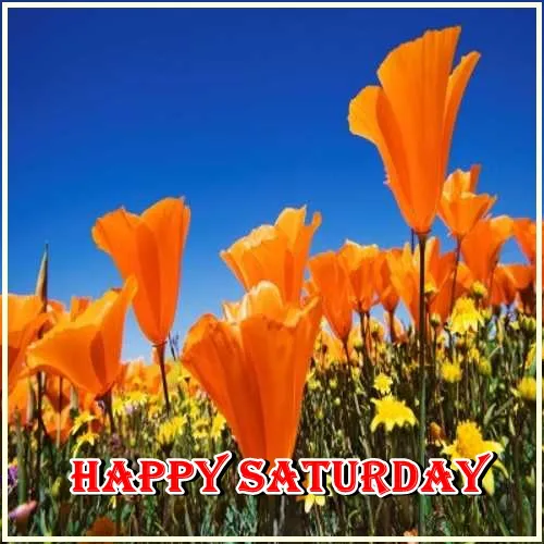 Saturday Greetings Greeting Cards 15327