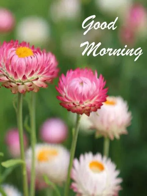 Good Morning Wishes Greeting Cards 7199
