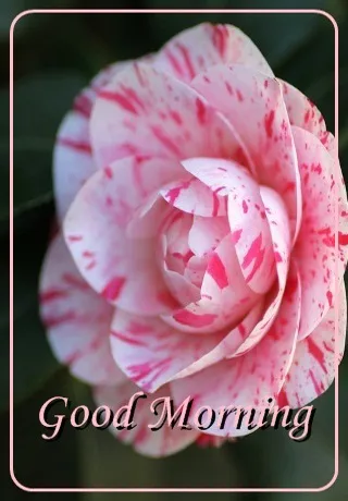 Saturday Greetings Greeting Cards 15304