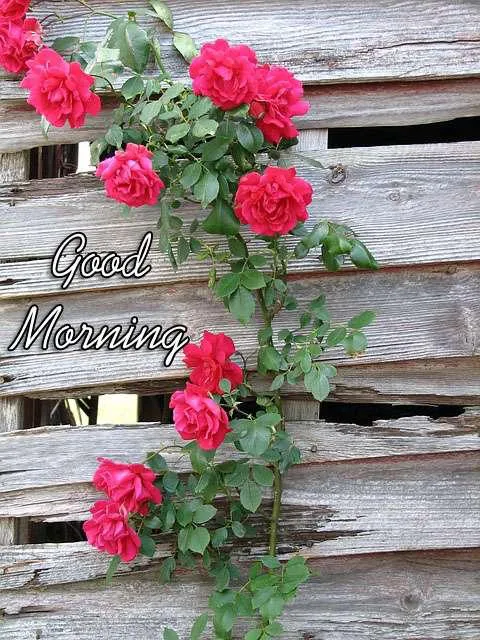 Good Morning Wishes Greeting Cards 7248