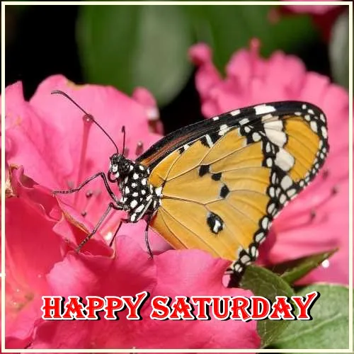 Saturday Greetings Greeting Cards 15334