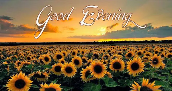 Good Evening Greetings Greeting Cards 9029