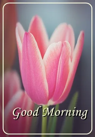 Saturday Greetings Greeting Cards 15310
