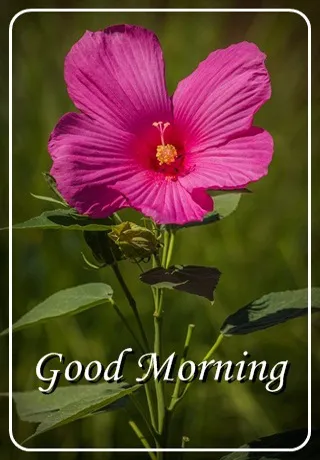 Saturday Greetings Greeting Cards 15307