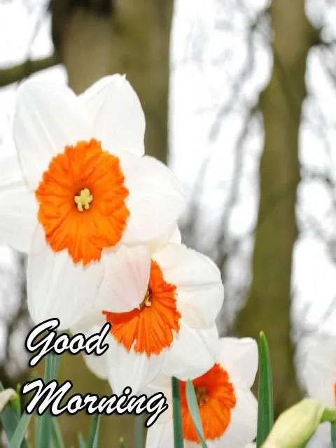 Good Morning Wishes Greeting Cards 7214