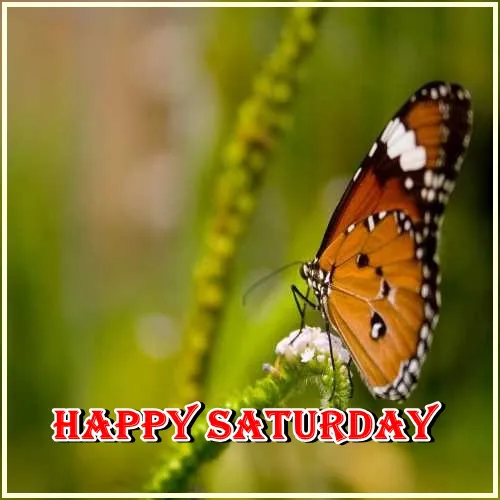 Saturday Greetings Greeting Cards 15318