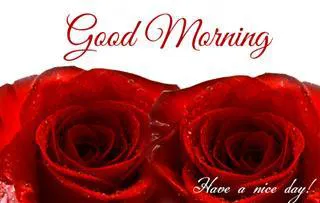 Good Morning Wishes Greeting Cards 6823