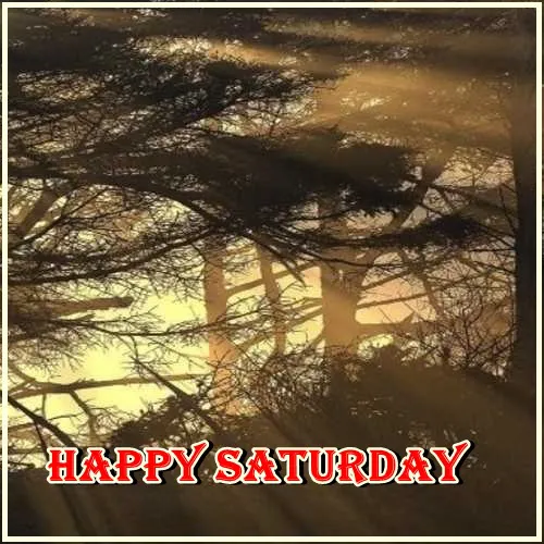 Saturday Greetings Greeting Cards 15263