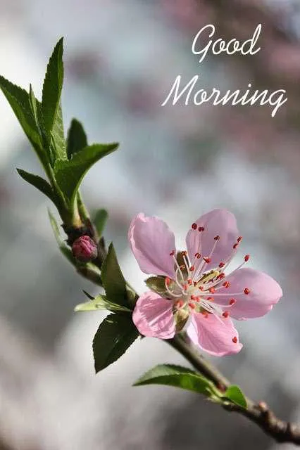Good Morning Wishes Greeting Cards 7215