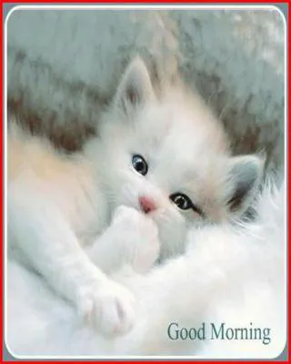 Good Morning Wishes Greeting Cards 6833