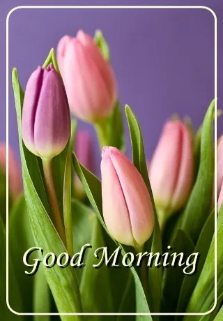 Saturday Greetings Greeting Cards 15312