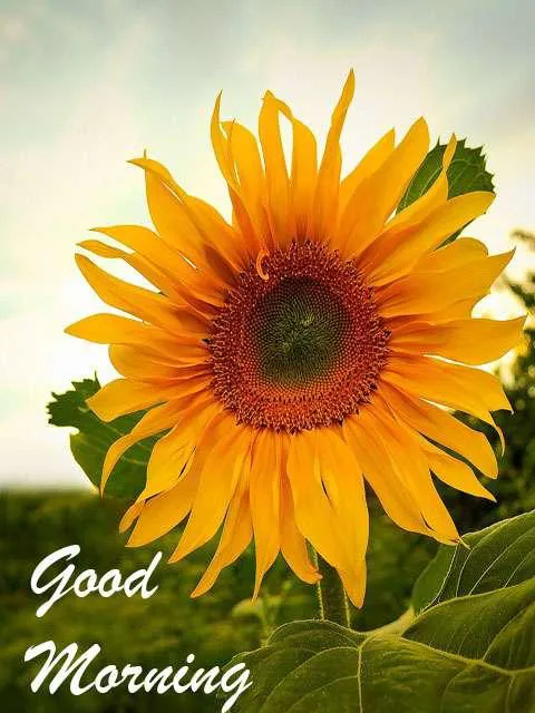 Good Morning Wishes Greeting Cards 7219