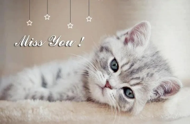 I Miss You Greetings Greeting Cards 13451