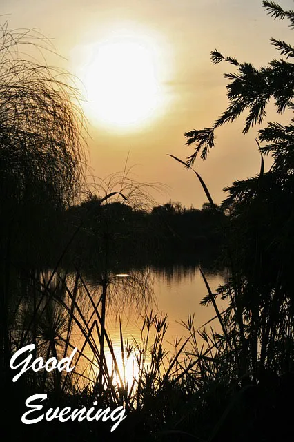 Good Evening Greetings Greeting Cards 8832