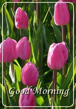Saturday Greetings Greeting Cards 15332