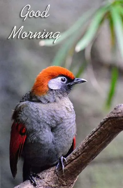 Good Morning Wishes Greeting Cards 7216