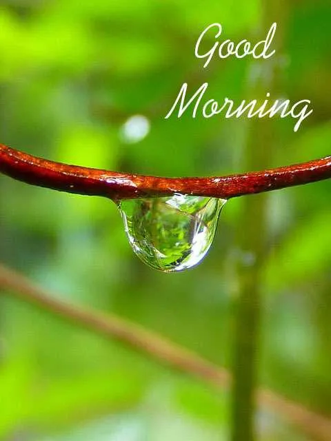 Good Morning Wishes Greeting Cards 7217