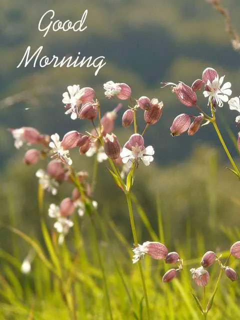 Good Morning Wishes Greeting Cards 7220