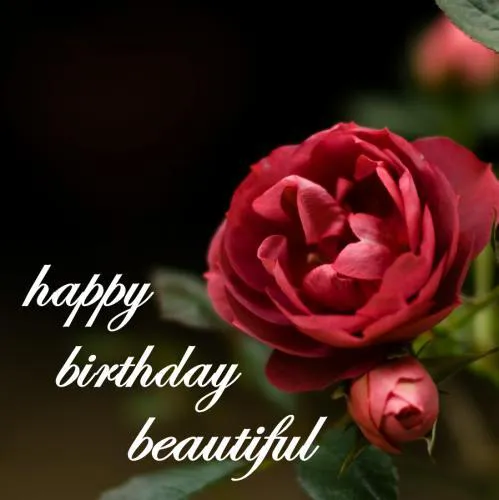 Birthday Greetings Greeting Cards 3363