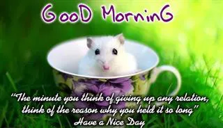 Good Morning Wishes Greeting Cards 6850