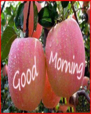 Good Morning Wishes Greeting Cards 6852