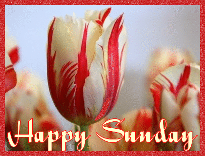 Sunday Greetings Greeting Cards 10239