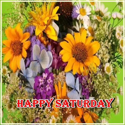 Saturday Greetings Greeting Cards 15264
