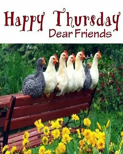 Everyday Greetings Greeting Cards 25001