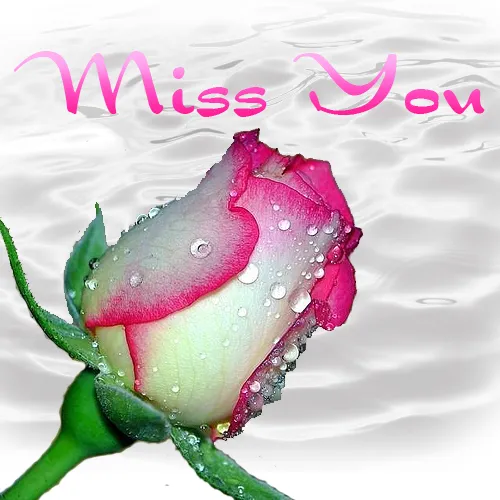 I Miss You Greetings Greeting Cards 13466