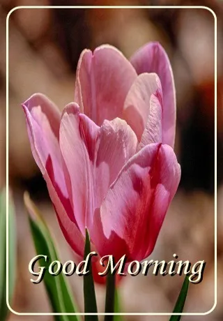 Saturday Greetings Greeting Cards 15329