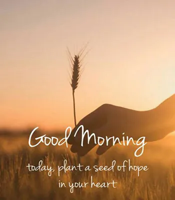 Good Morning Wishes Greeting Cards 25494