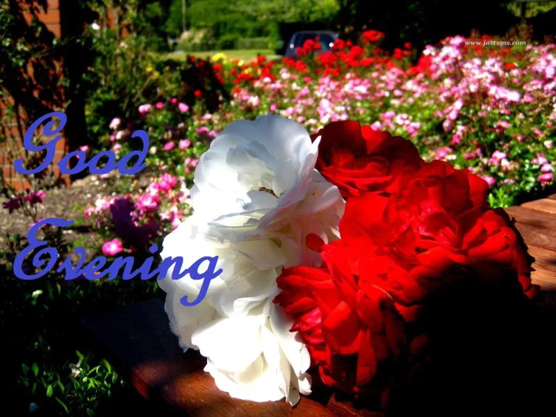 Good Evening Greetings Greeting Cards 9043