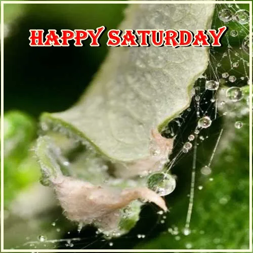 Saturday Greetings Greeting Cards 15267