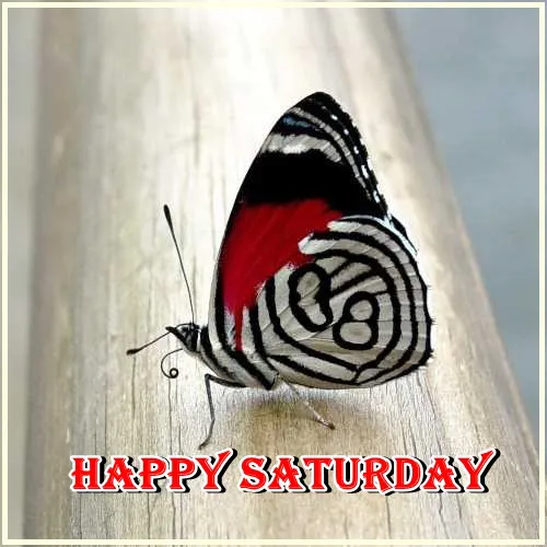Saturday Greetings Greeting Cards 15335