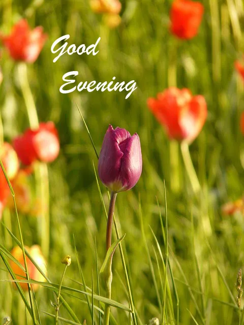 Good Evening Greetings Greeting Cards 8845