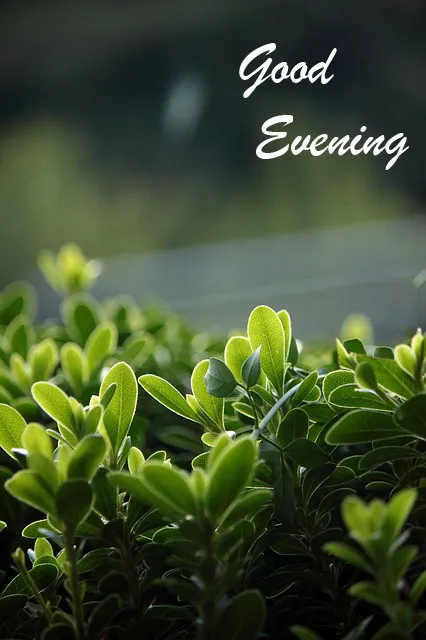 Good Evening Greetings Greeting Cards 8854