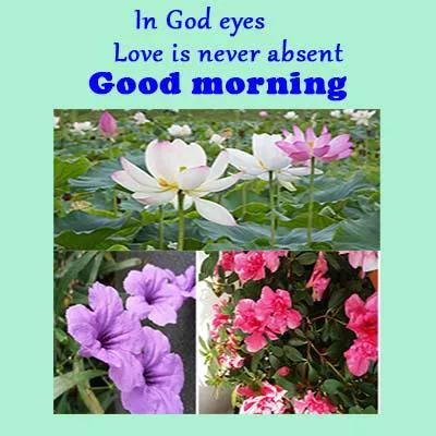 Good Morning Wishes Greeting Cards 7348