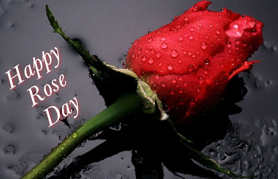 Rose Day Greeting Cards 52449