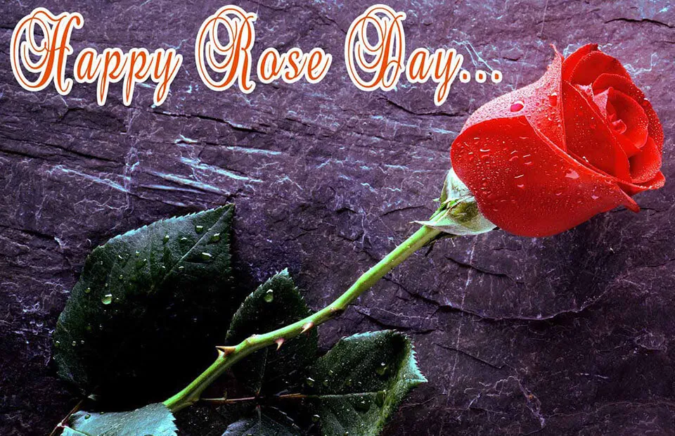 Rose Day Greeting Cards 52457