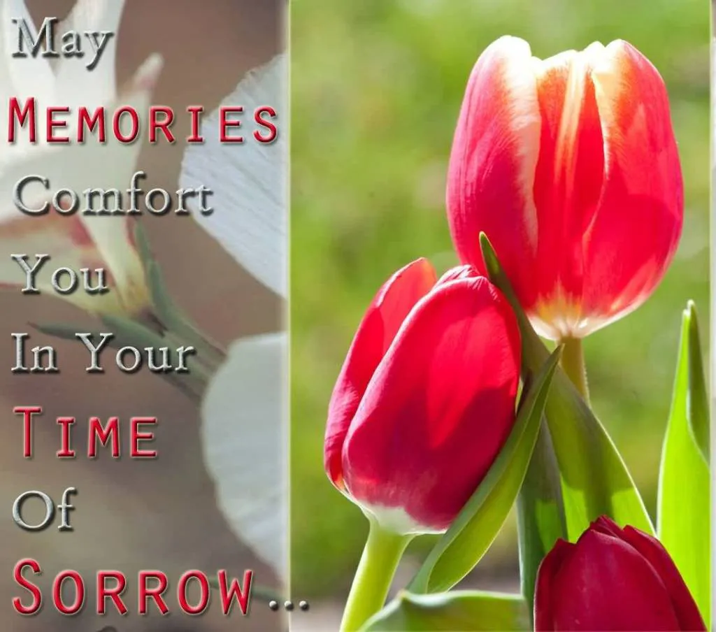 Sympathy Greetings Greeting Cards 50088